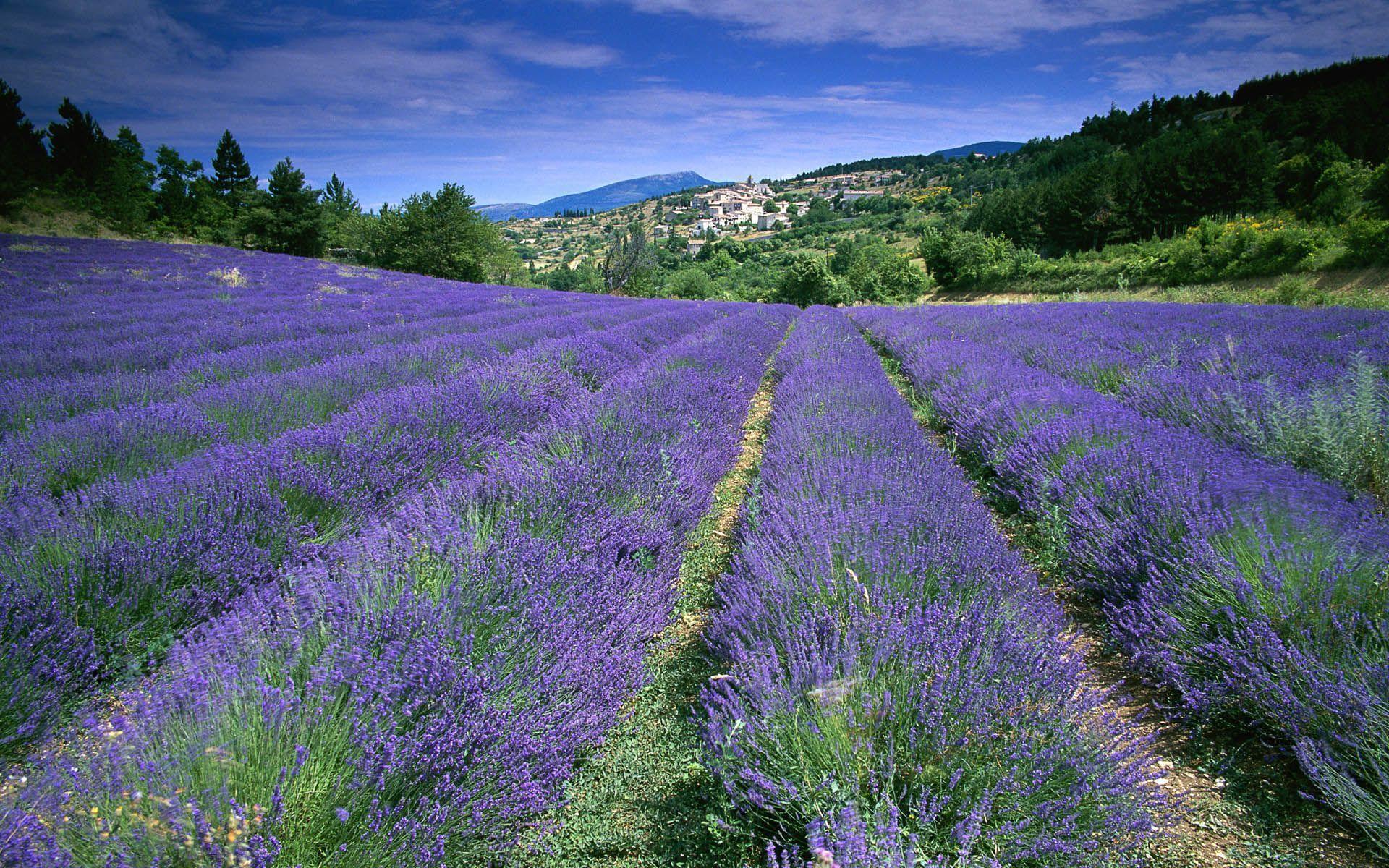 Provence Wallpaper