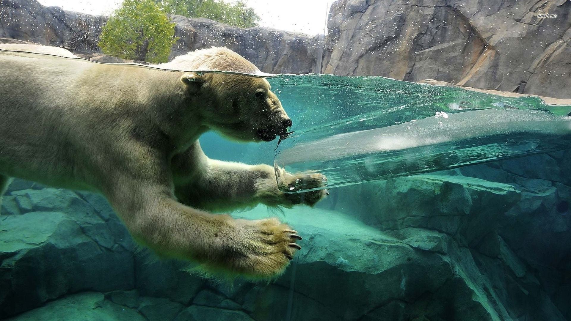 Polar Bear In The Water Wallpaper Animal