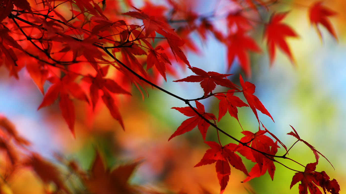 Pretty Red Leaves Wallpaper