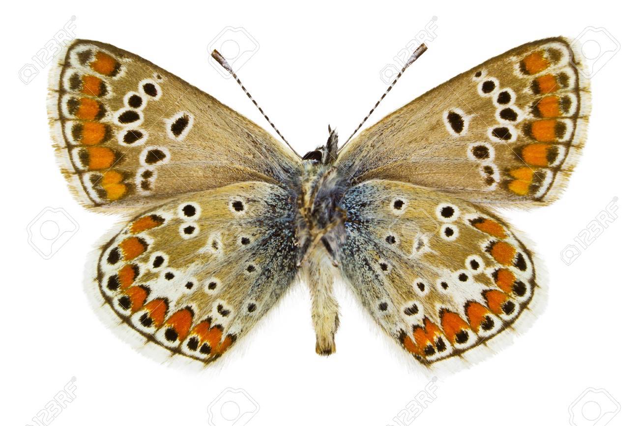 Ventral Of Aricia Agestis Brown Argus Butterfly Isolated