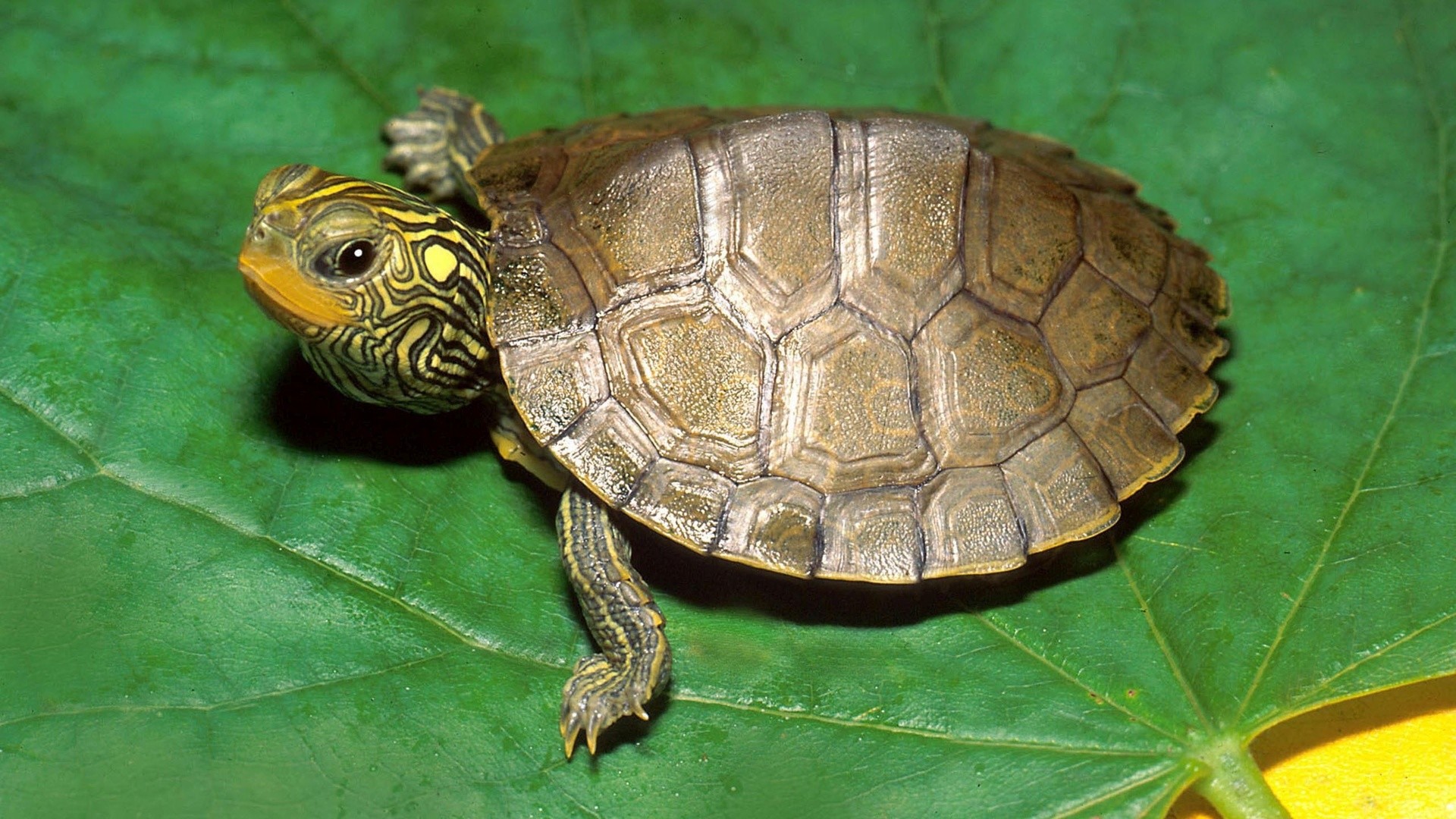 Cute Turtle Wallpaper