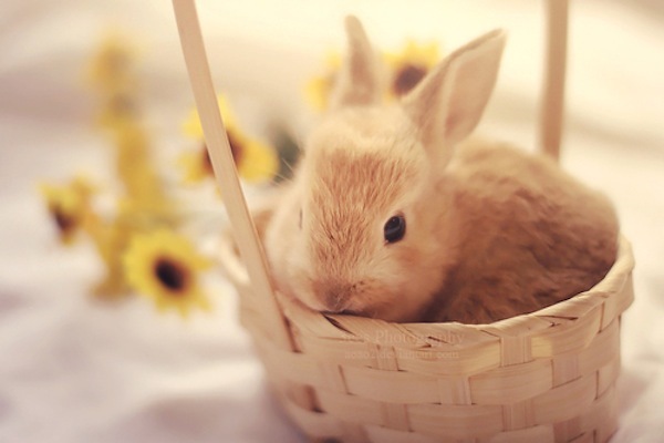 basket bunny cute easter easter bunny eastereggs little rabbit