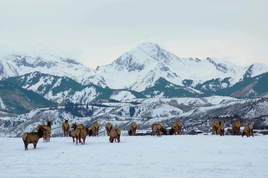 Aspen Co Elk Herd On Mclain Flats With Mt Daly In Background