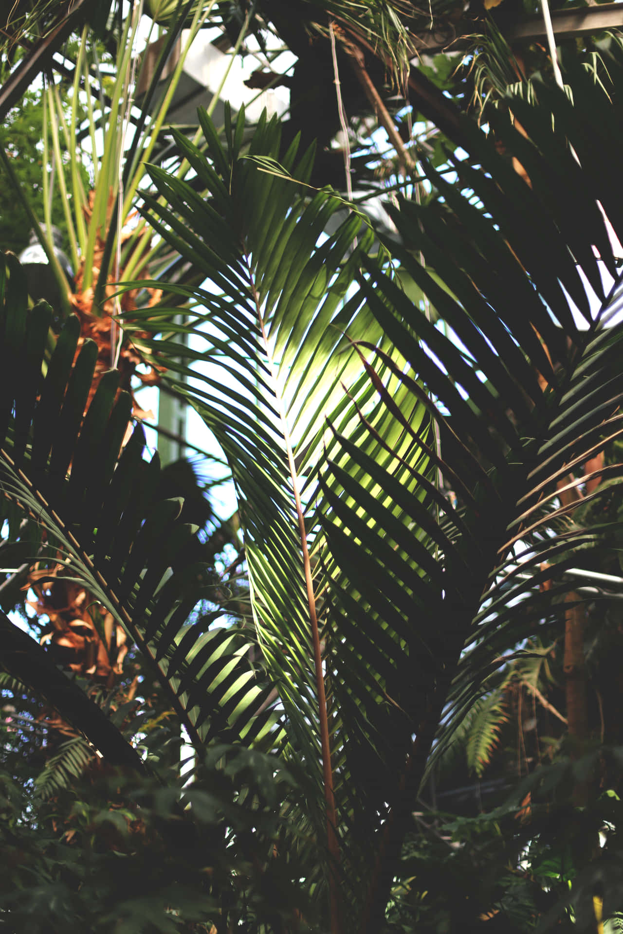 Aesthetic Palm Leaves Wallpaper
