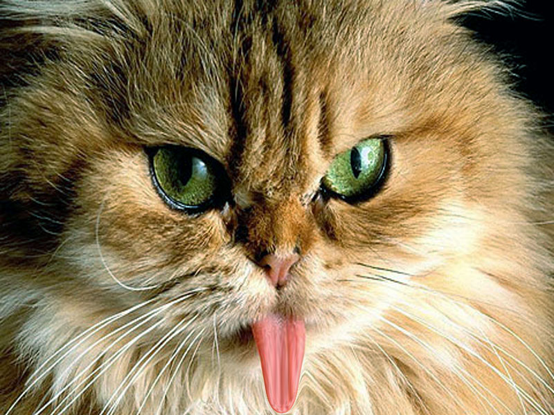 Wallpapers Download Funny Cats Wallpapers Free Download