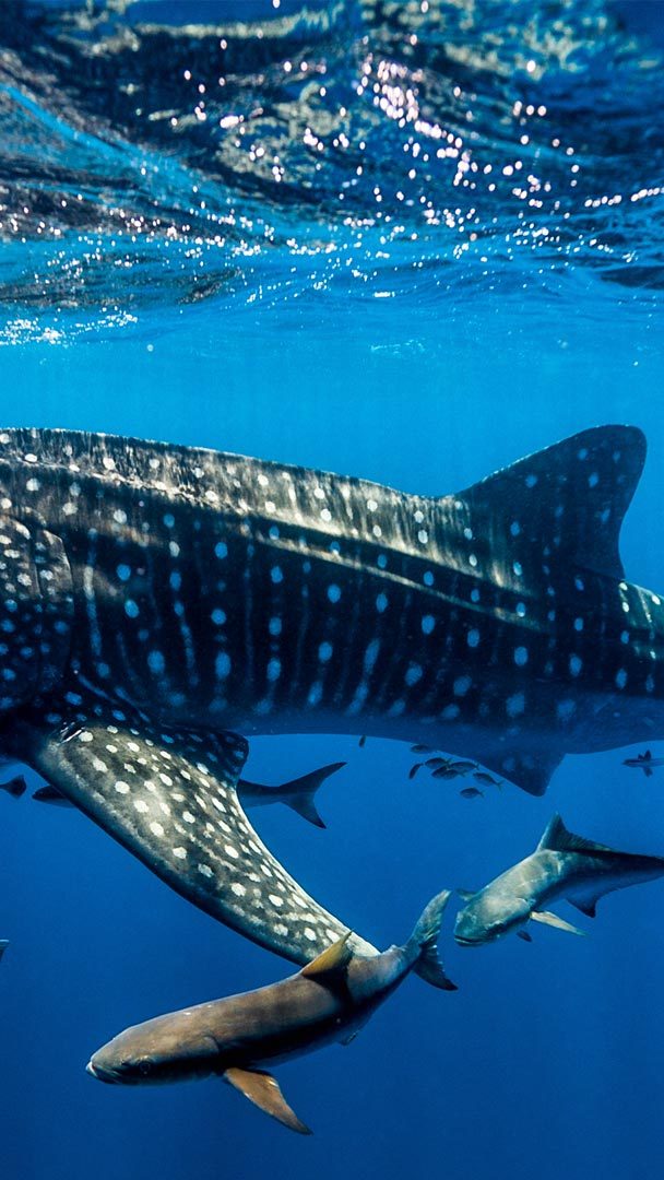 Whale Shark iPhone Wallpaper