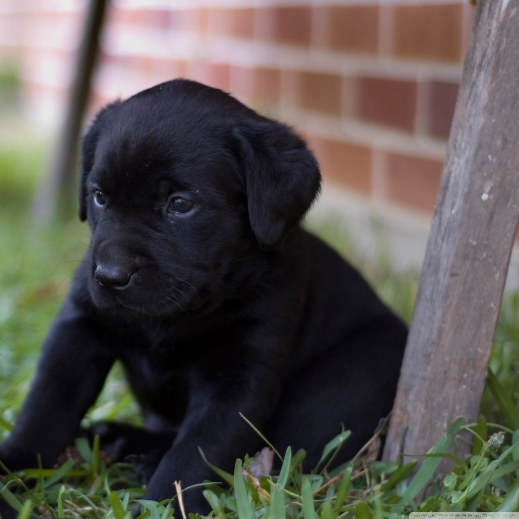 Cute Black Lab Puppies Wallpapers on WallpaperDog 1024x1024