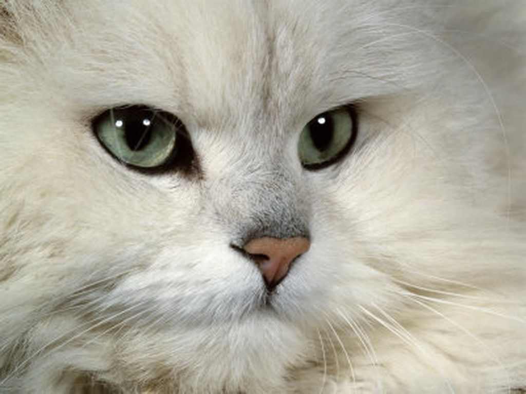 Persian Cats The Chinchilla Is One Of Finest