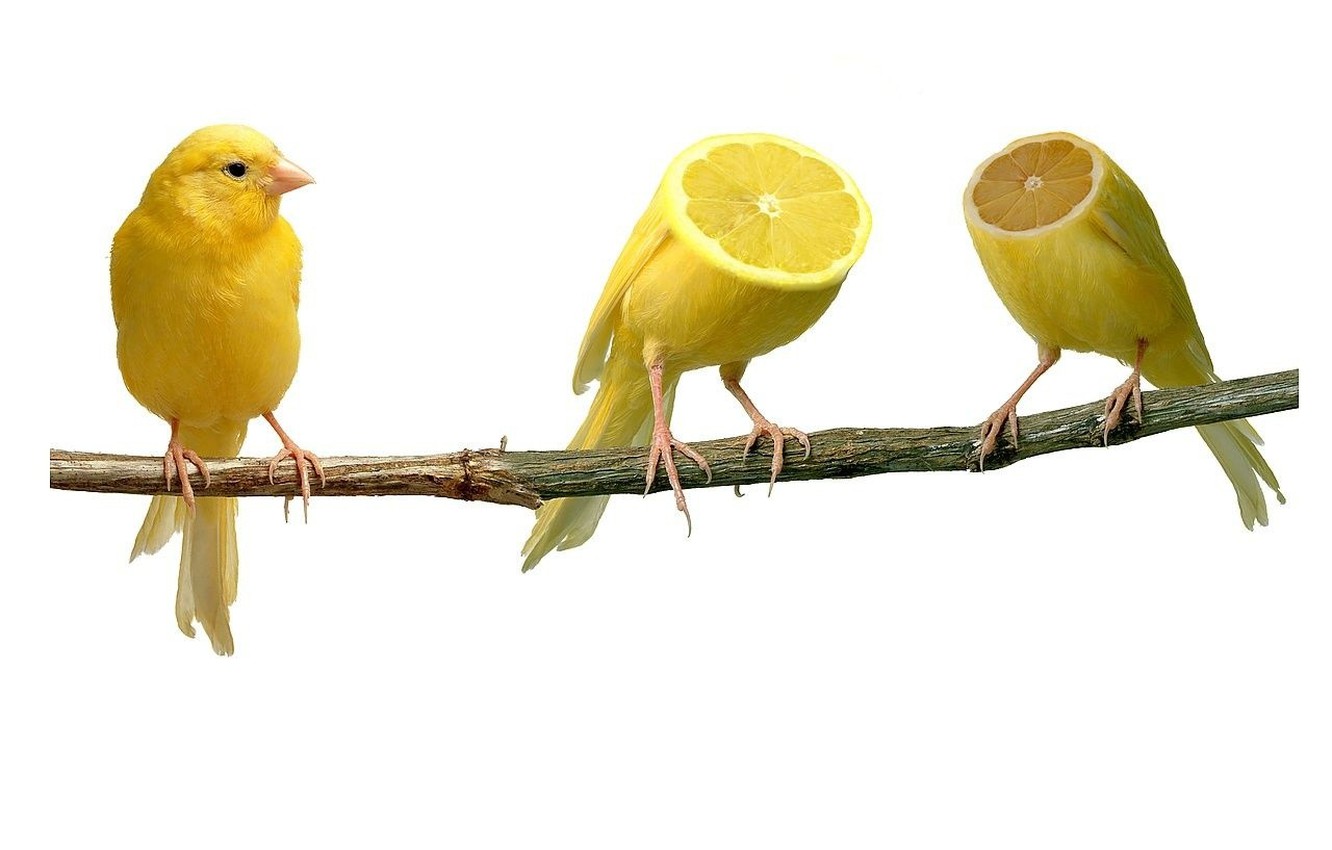Wallpaper Lemon Branch Strange Canaries Image For Desktop