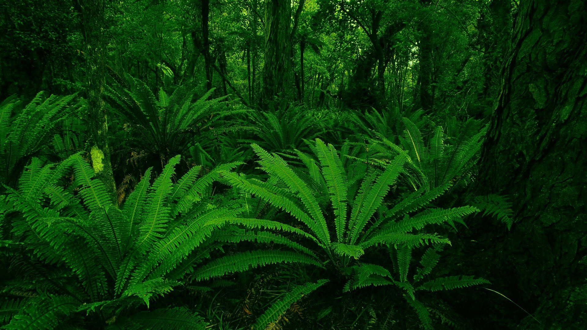 Green Leaves Wallpaper