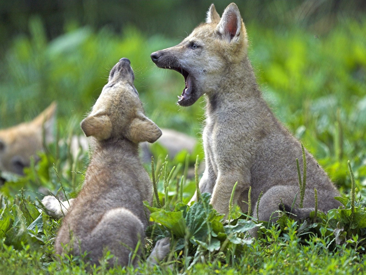 Young Wolf Cubs Desktop Wallpaper Pictures Photos