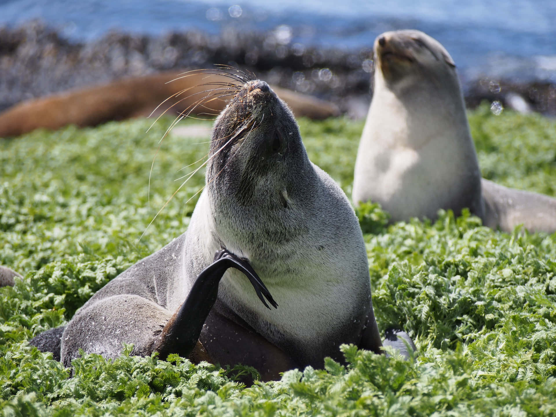 Southern Fur Seal Wallpaper