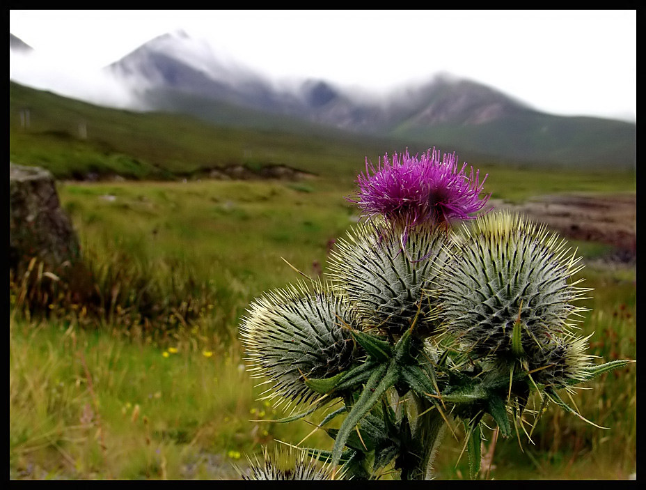 Scotland Xviii Thistle By Michilauke