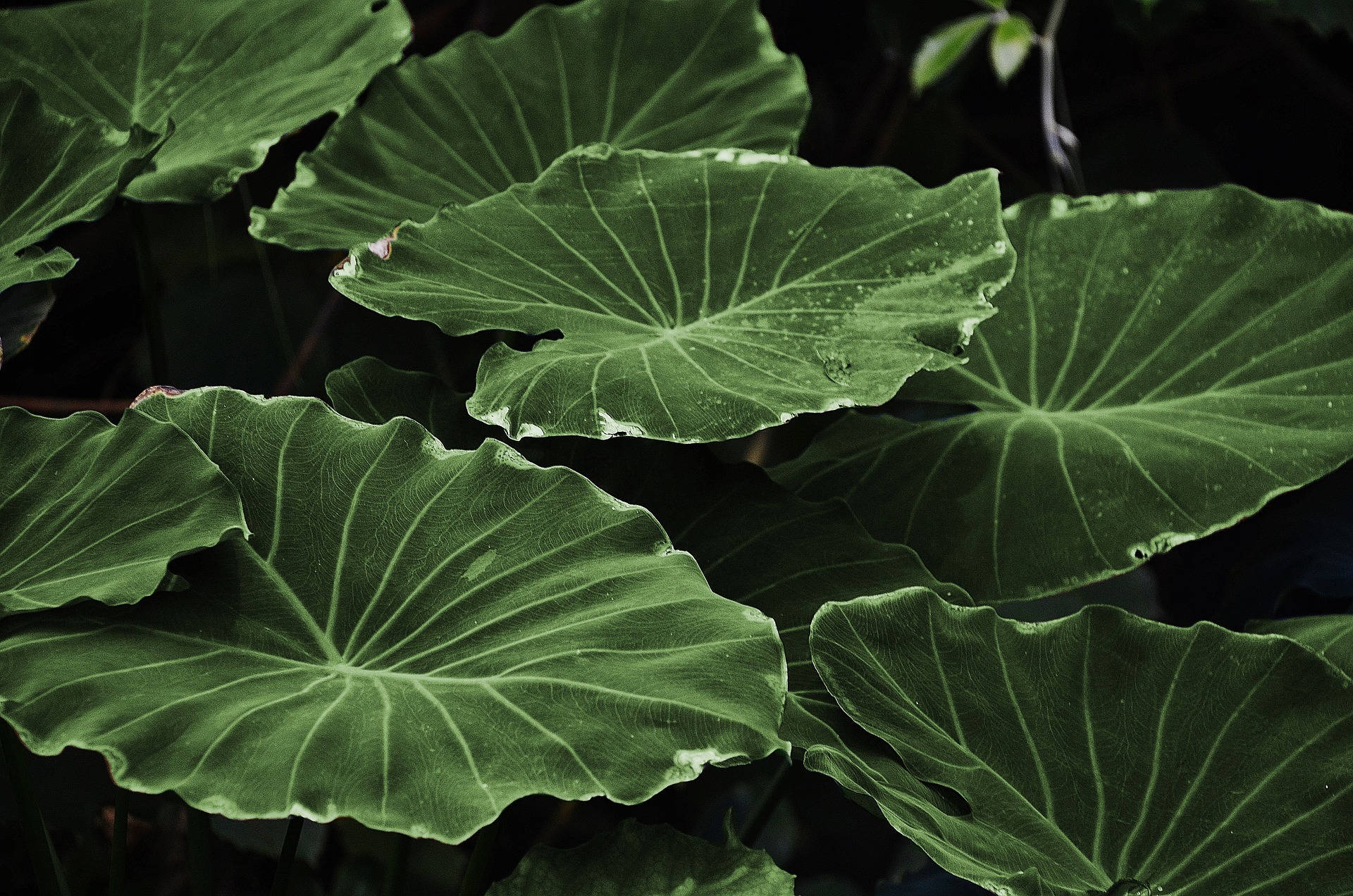 Plant Aesthetic Wallpaper
