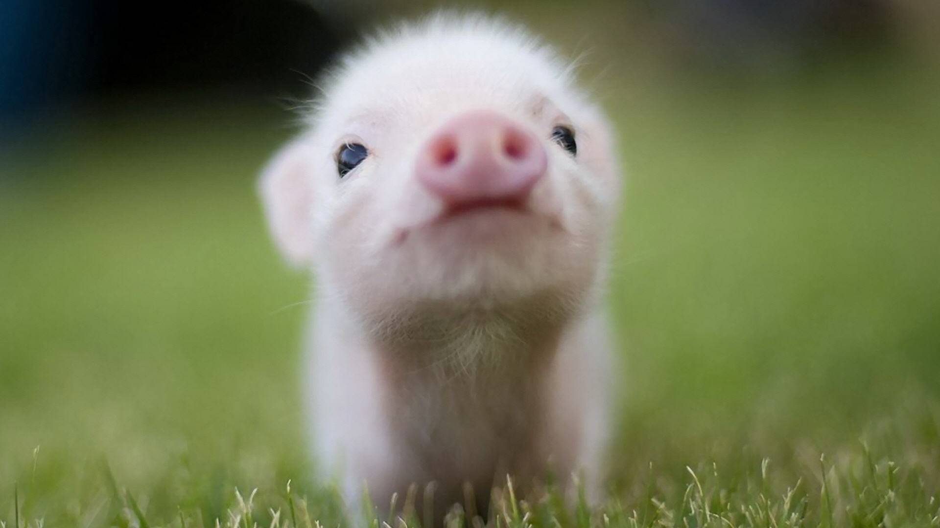 cute pig   Animal Lovers Wallpaper