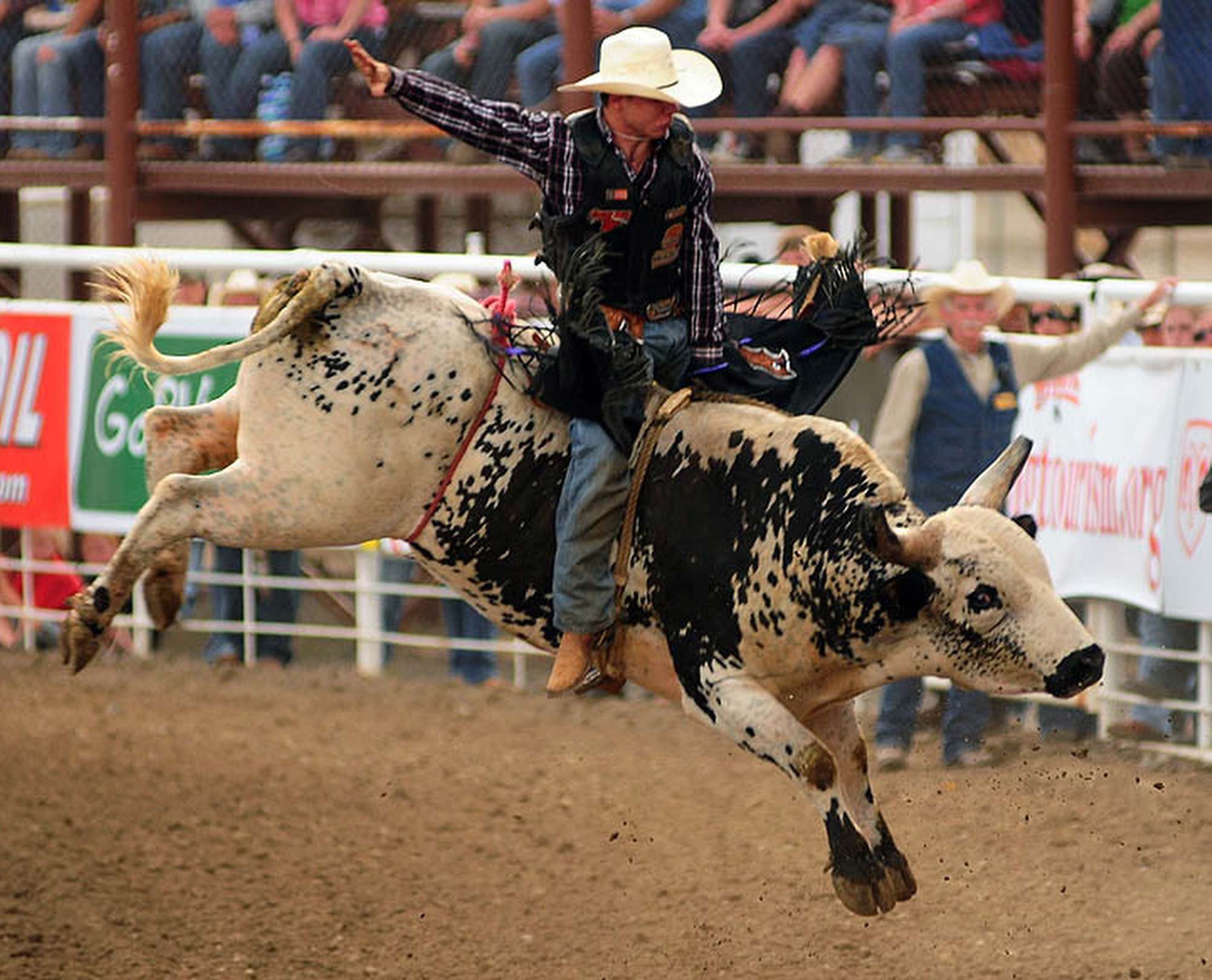 Bullrider Rodeo Western Cowboy Extreme Cow Wallpaper Background