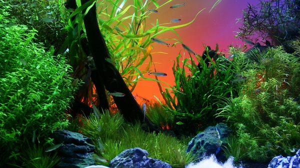 Fish Tank Wallpaper Desktop