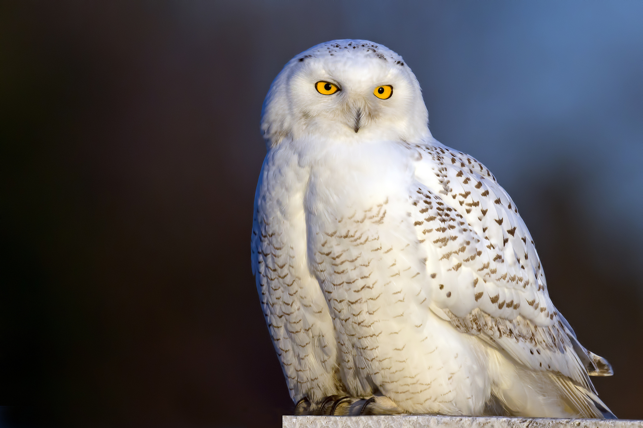 Wallpaper Snowy Owl Bird Animals
