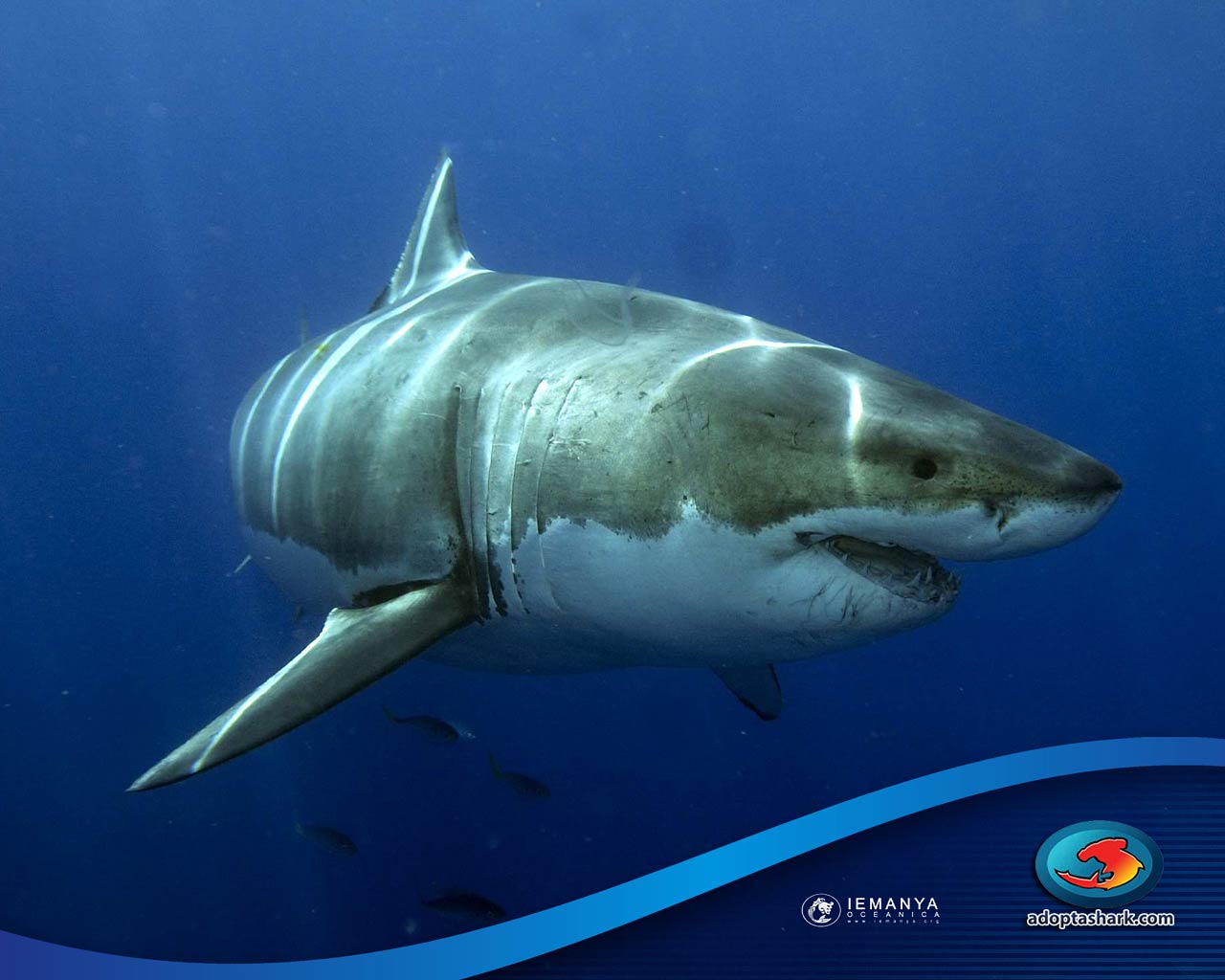 Great White Shark Wallpaper and background Animals Town 1280x1024