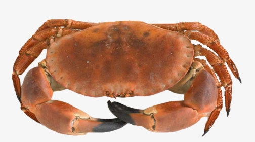Dungeness Crab HD Png Transparent Image Wallpaper