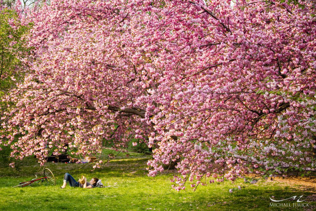 Park Spring Blossom Picture