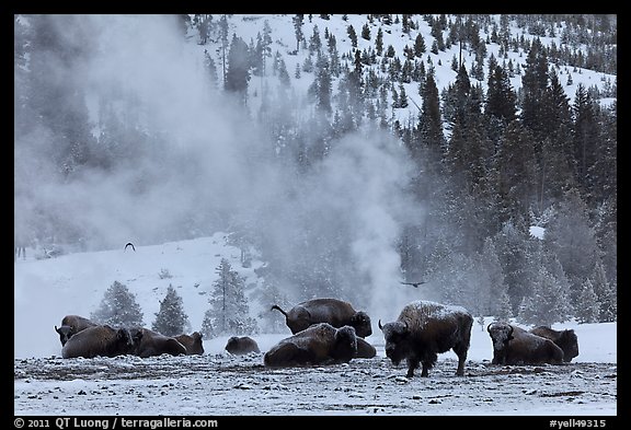 With Thermal Plume Behind In Winter Yellowstone National Park Color