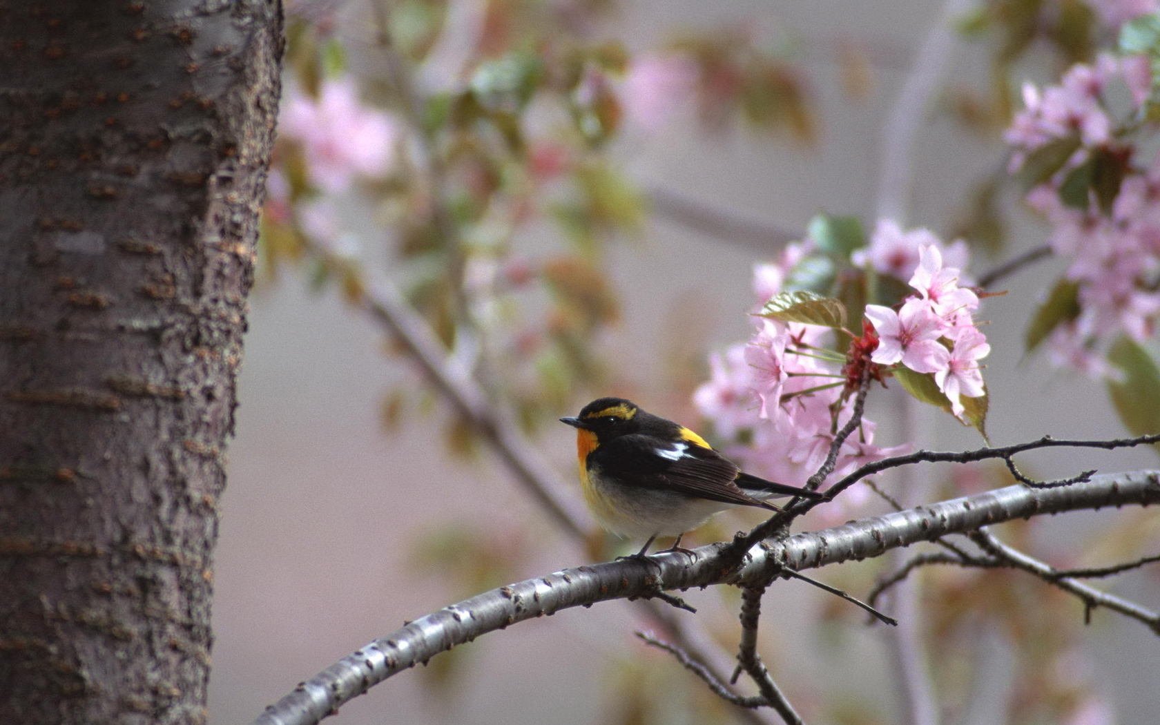Animal Bird Wallpaper