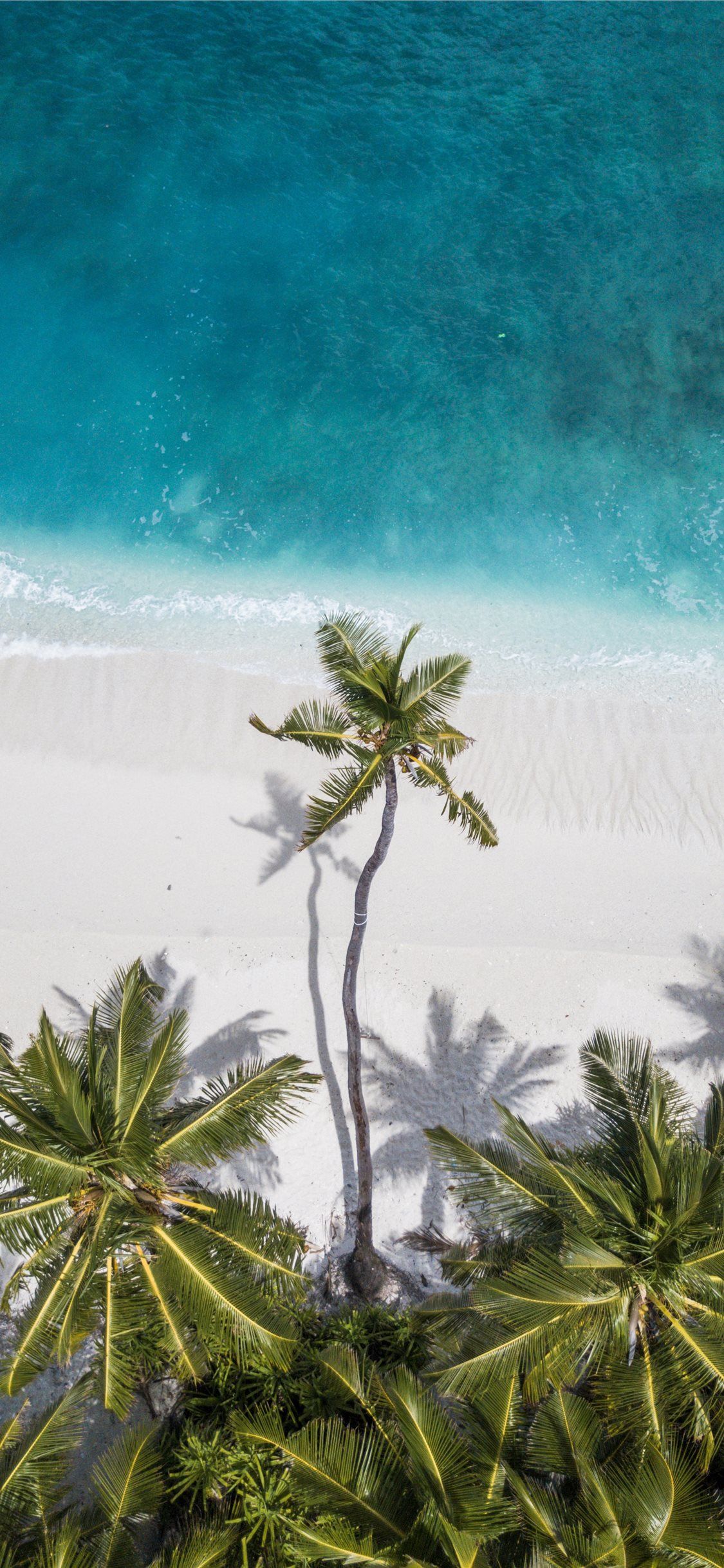 Coconut Trees Near Shore Palm Tree Water Ocean Maldives