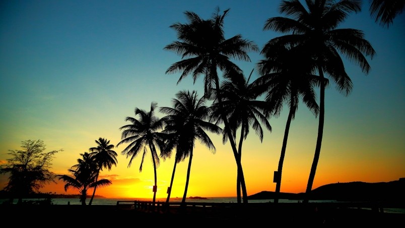  location Home Nature Scenery Palm trees in sunset wallpaper