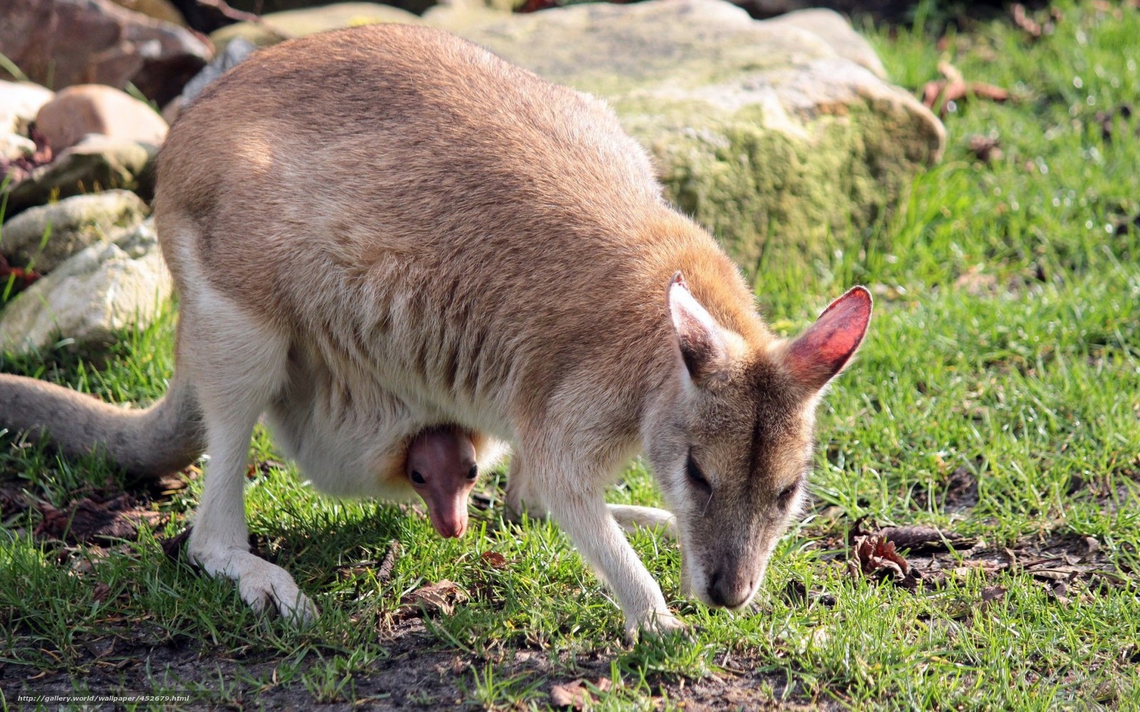 Baby Kangaroo Knggaro Full