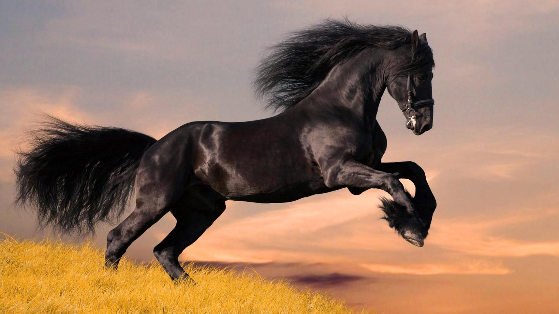 60 Most Beautiful Horse Wallpapers   Download at WallpaperBro 1882x1058