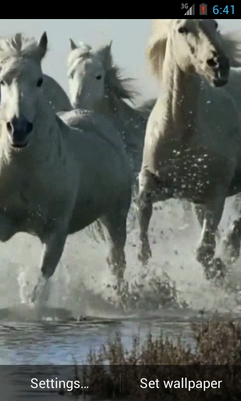 Horses Live Wallpaper HD Android Apps On Google Play