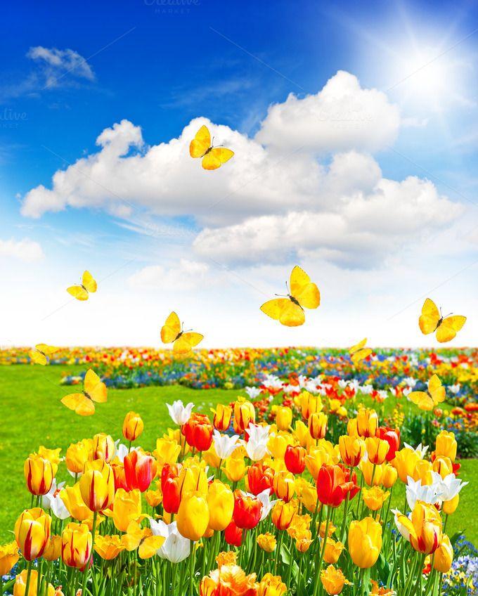 Spring Flowers And Butterflies Flower Background Image