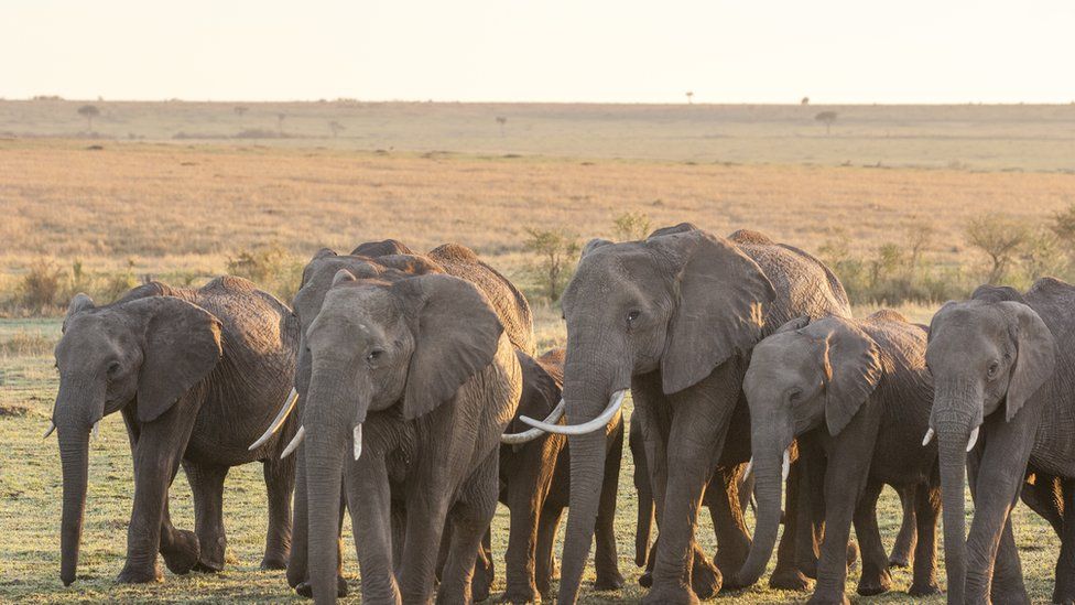 World Elephant Day Should We Be Worried About The Number Of