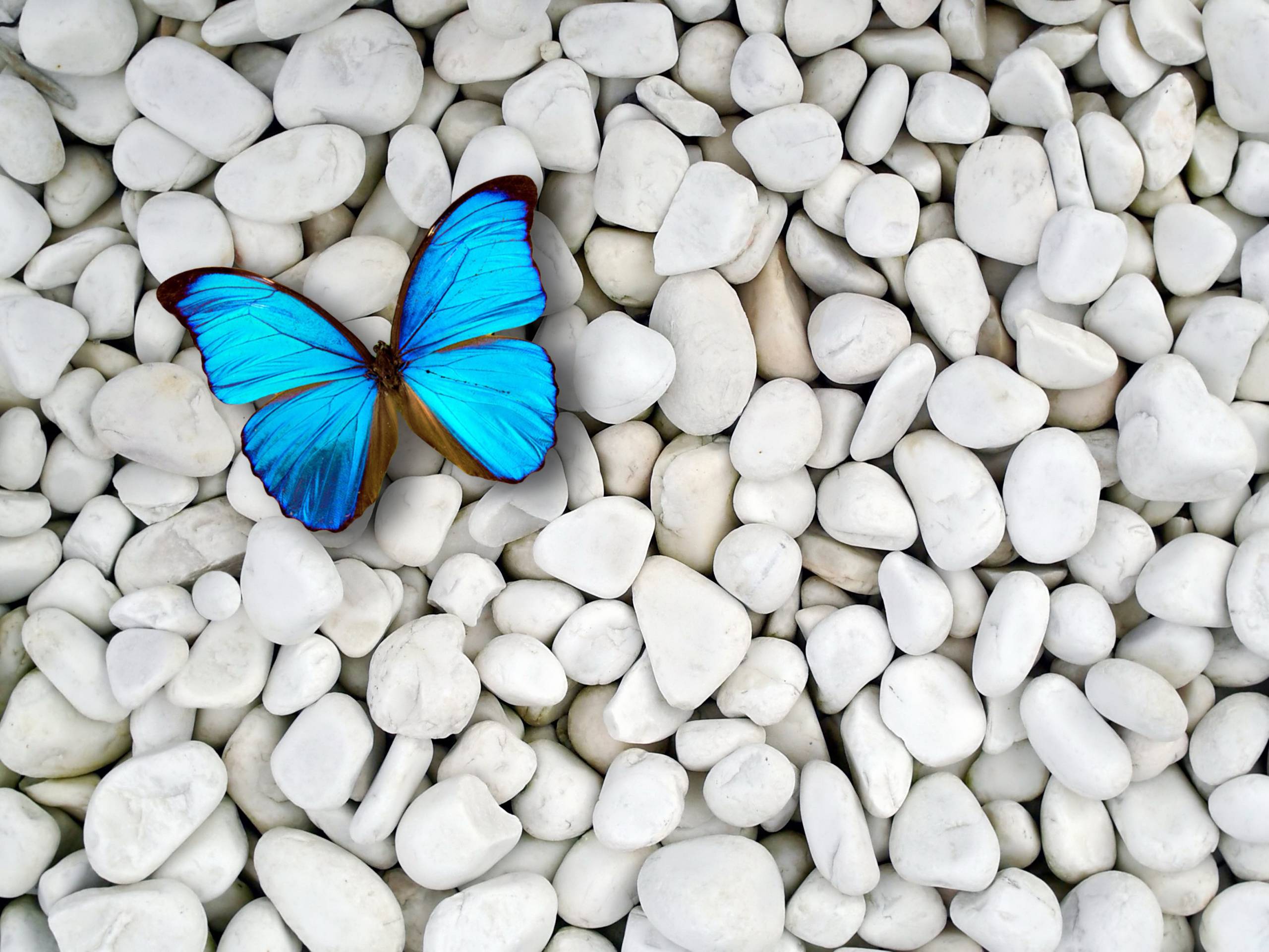 Blue Butterfly Background At Wildlife Monodomo
