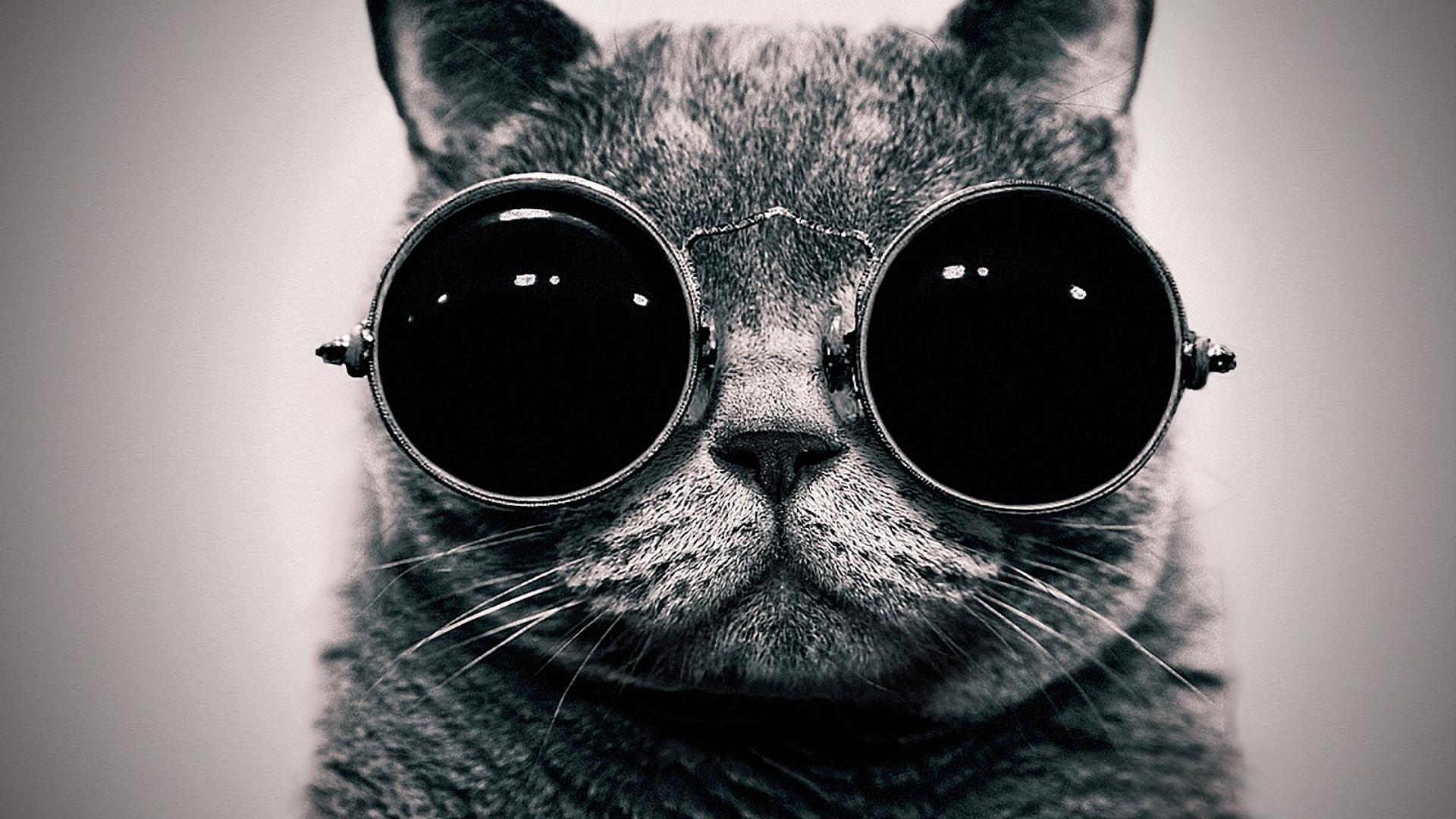Cat Steampunk Wallpaper Glasses Funny X