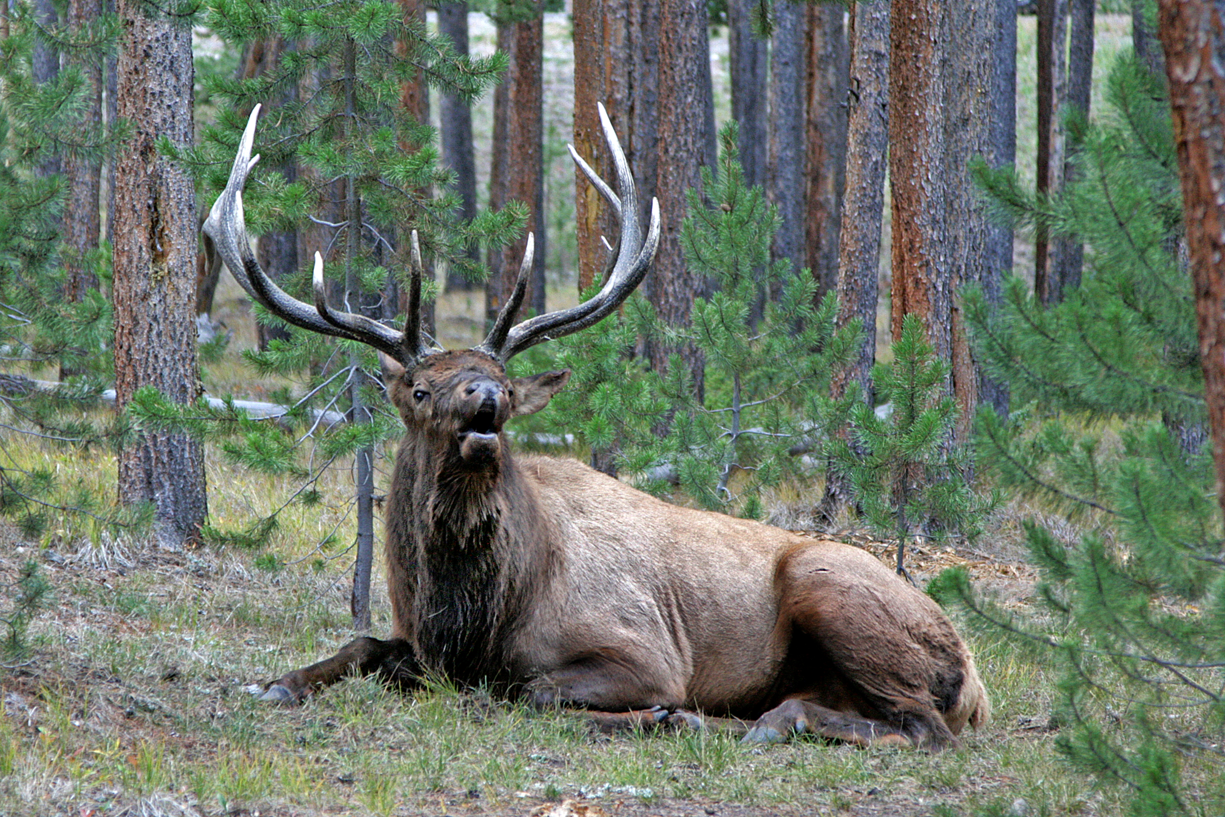 Monster Elk Laying Woods HD Wallpaper