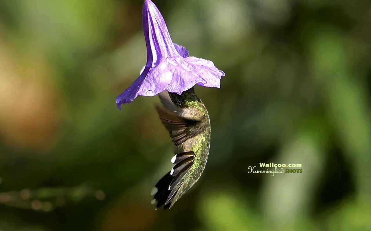 HD Wallpaper Pics Hummingbird