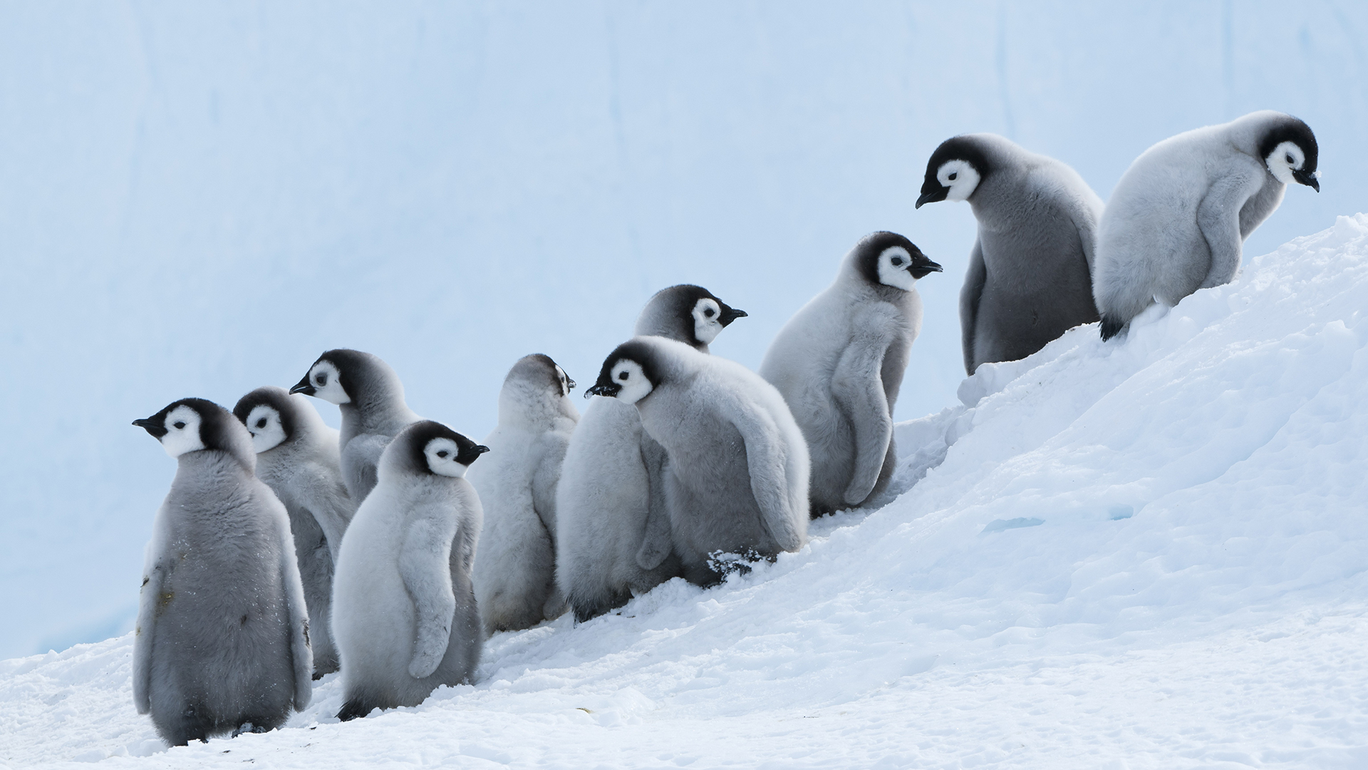 Emperor Penguin Aptenodytes Forsteri Chicks On Slope Prydz Bay