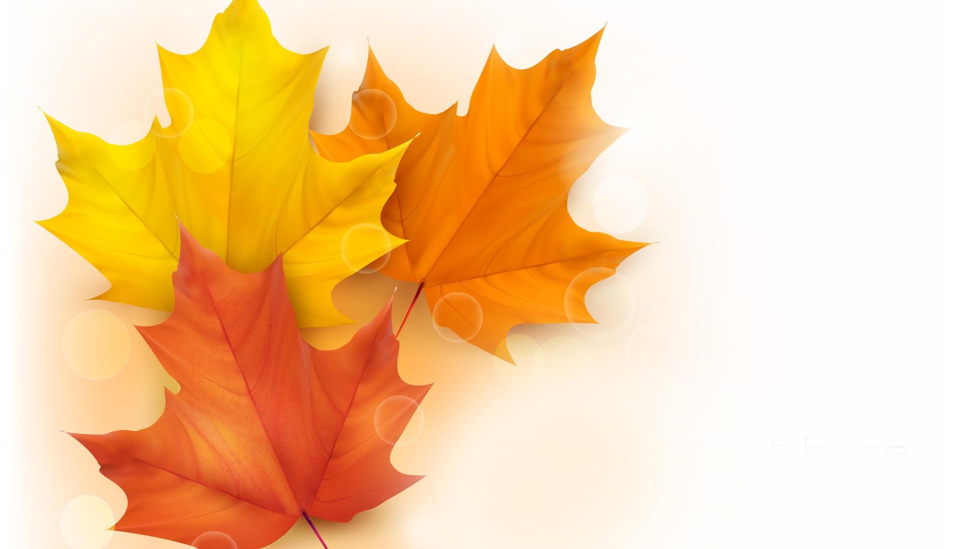 Maple Leaves In White Background HD Wallpaper
