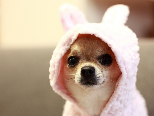 Bunny Chihuahua Cute Omg Image On Favim