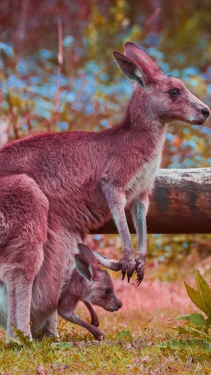 Kangaroo Wallpaper Discover More African Animal Australia Grey