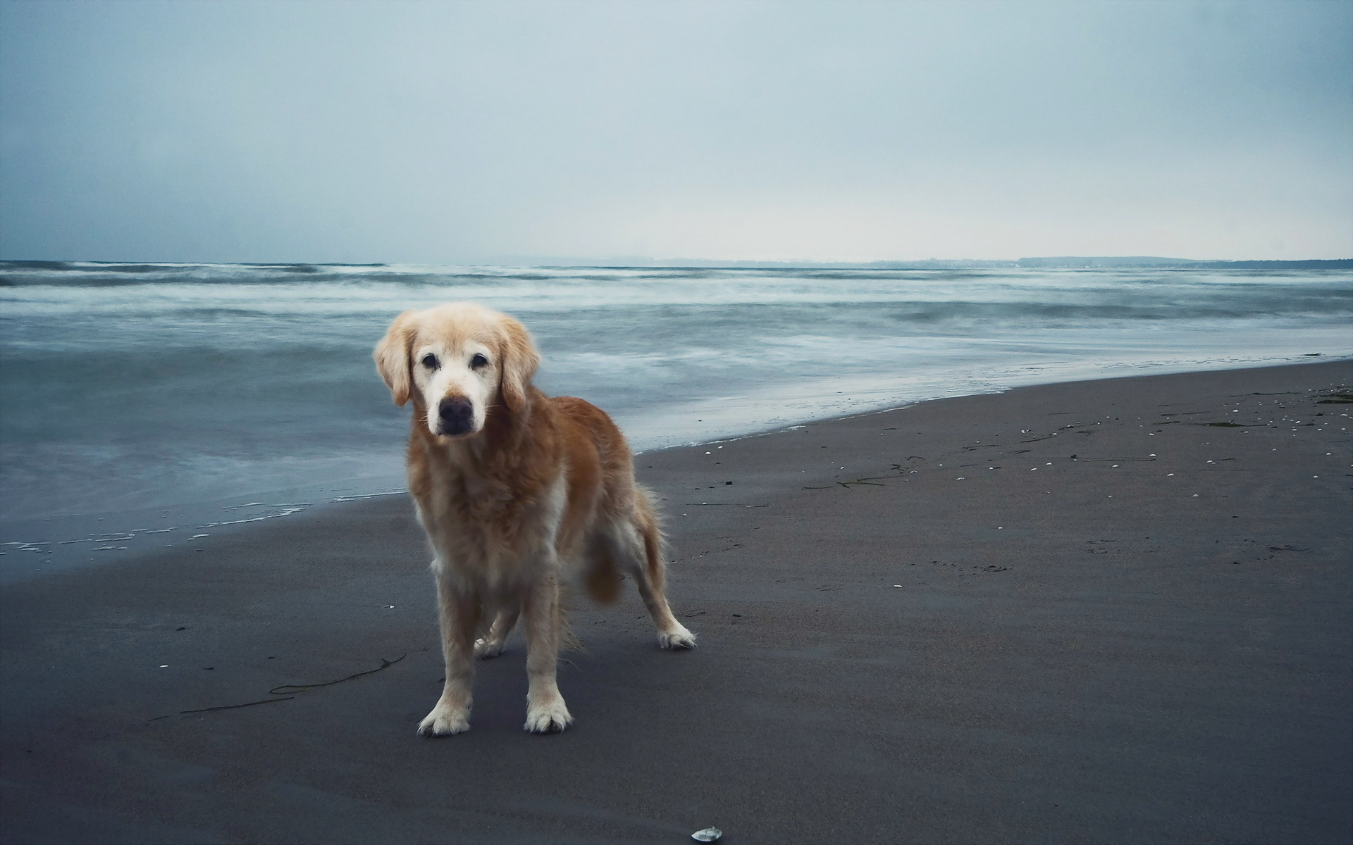 Dog On The Beach Wallpaper