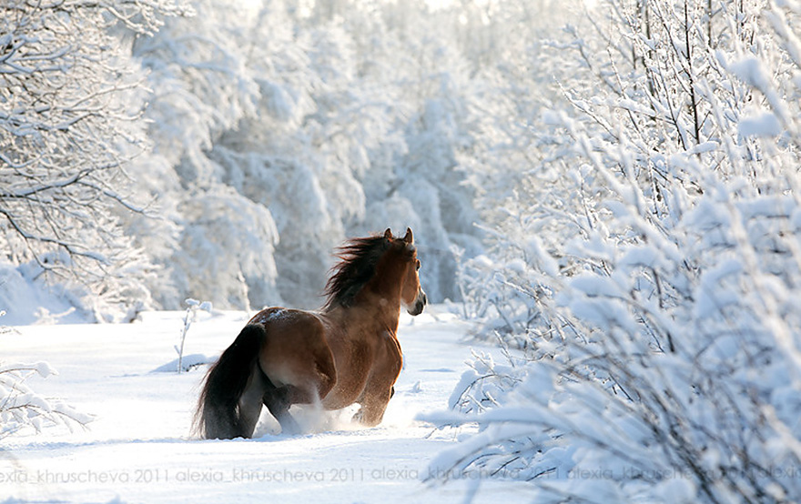 Free download the winter season changing landscapes around us but also the  animal [880x554] for your Desktop, Mobile & Tablet | Explore 47+ Free Winter  Animal Wallpaper | Free Animal Wallpaper, Free