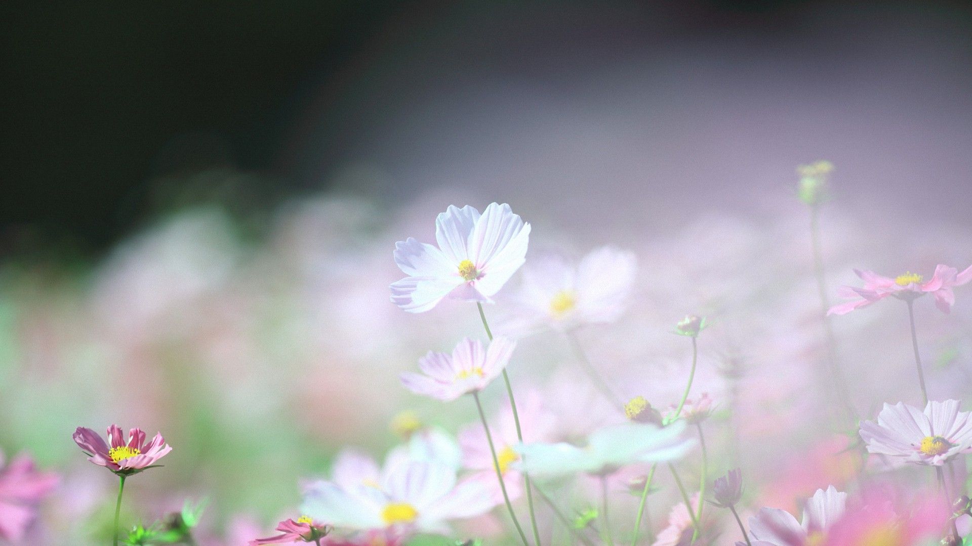 Cute White Spring Flower HD Wallpaper Desktop Background