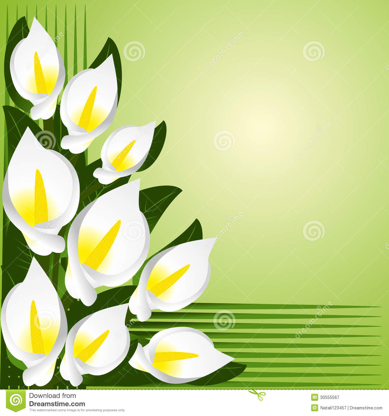 Calla Lily Wallpaper Border Flower With