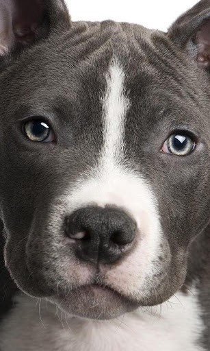 Pit Bulls Dog Wallpapers for Android by Egor Pavlovich   Appszoom 307x512