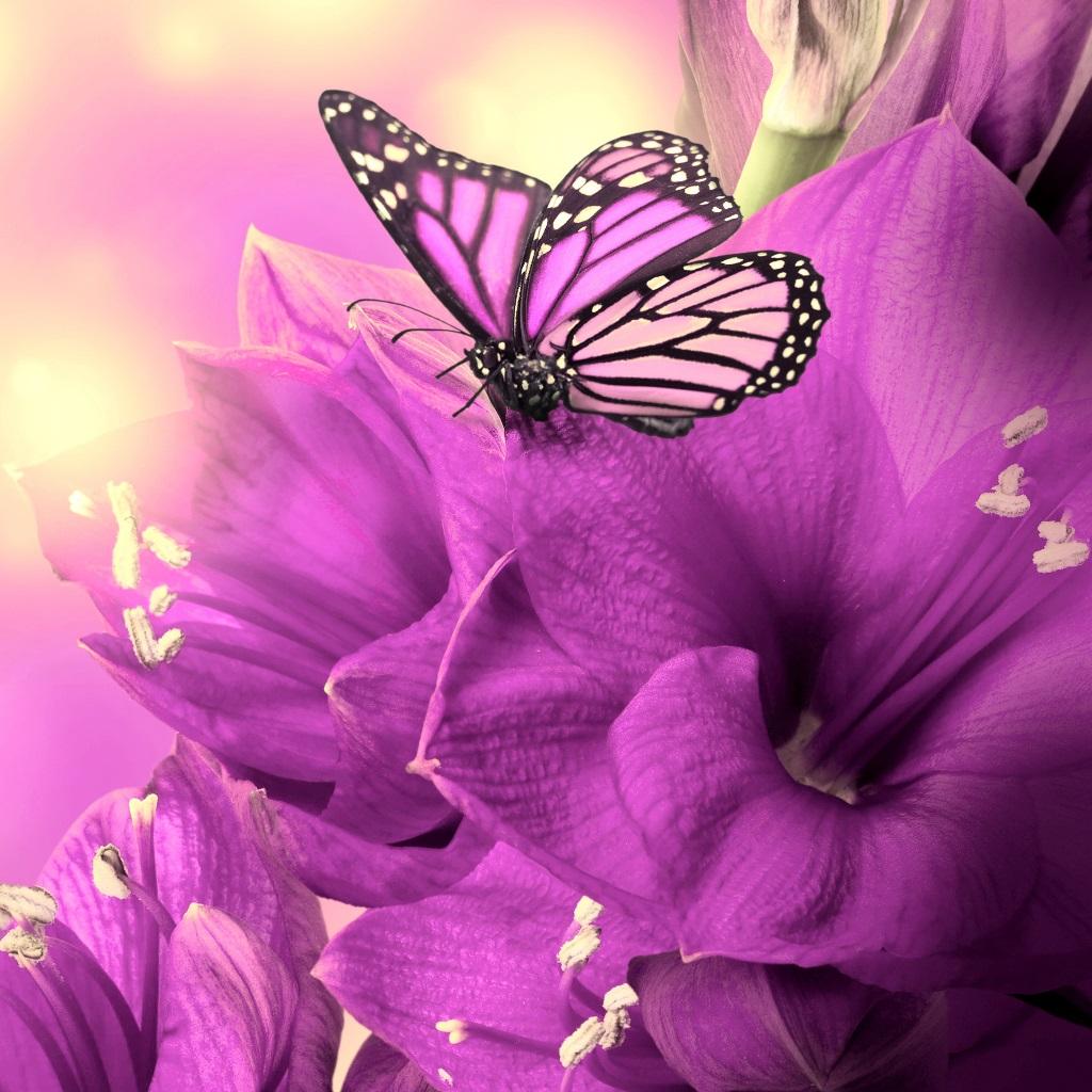 [75+] 3d Butterfly Wallpapers | WallpaperSafari