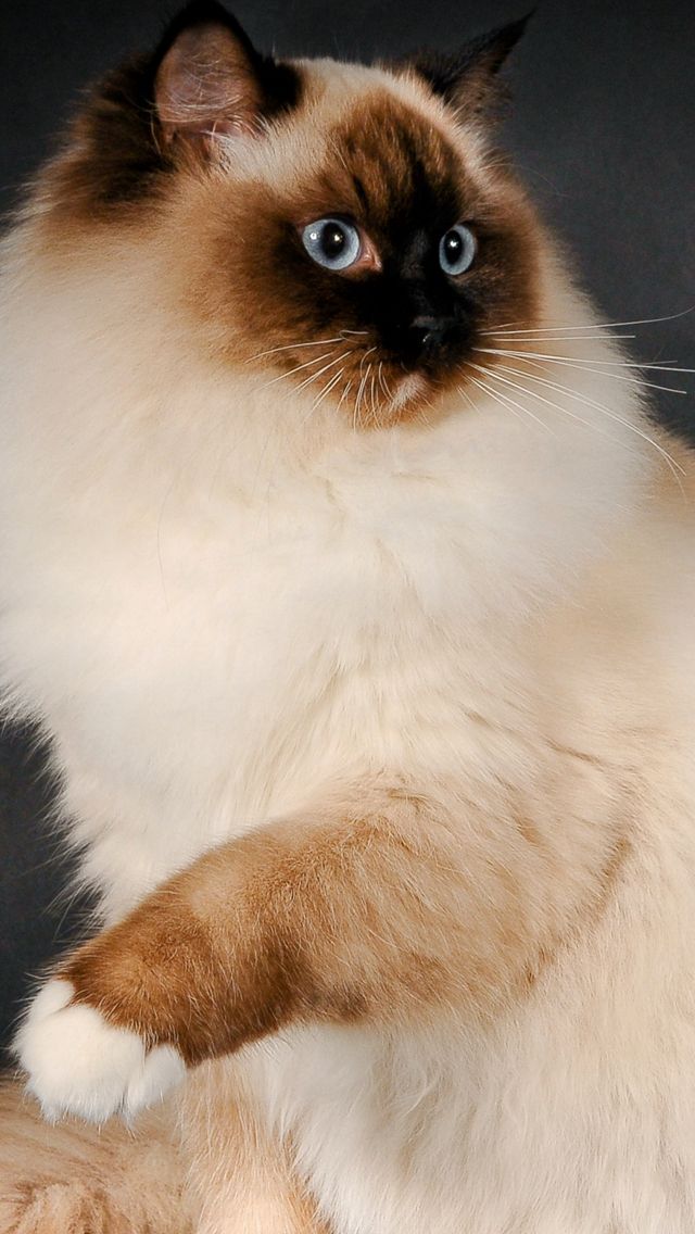 Ragdoll Cat Breed Color Fluffy iPhone 5s Wallpaper