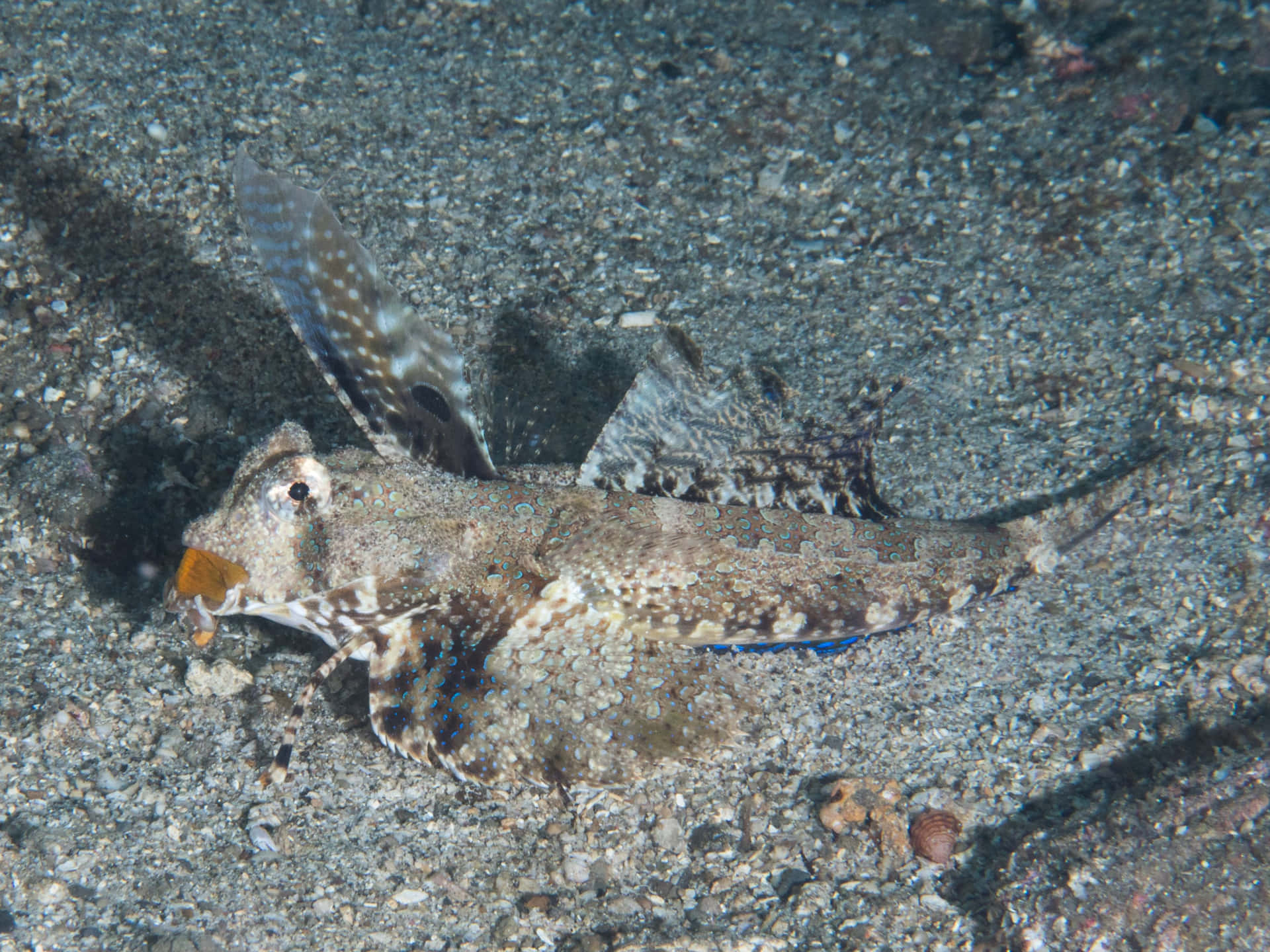 Flying Gurnard Sandy Bottom Wallpaper